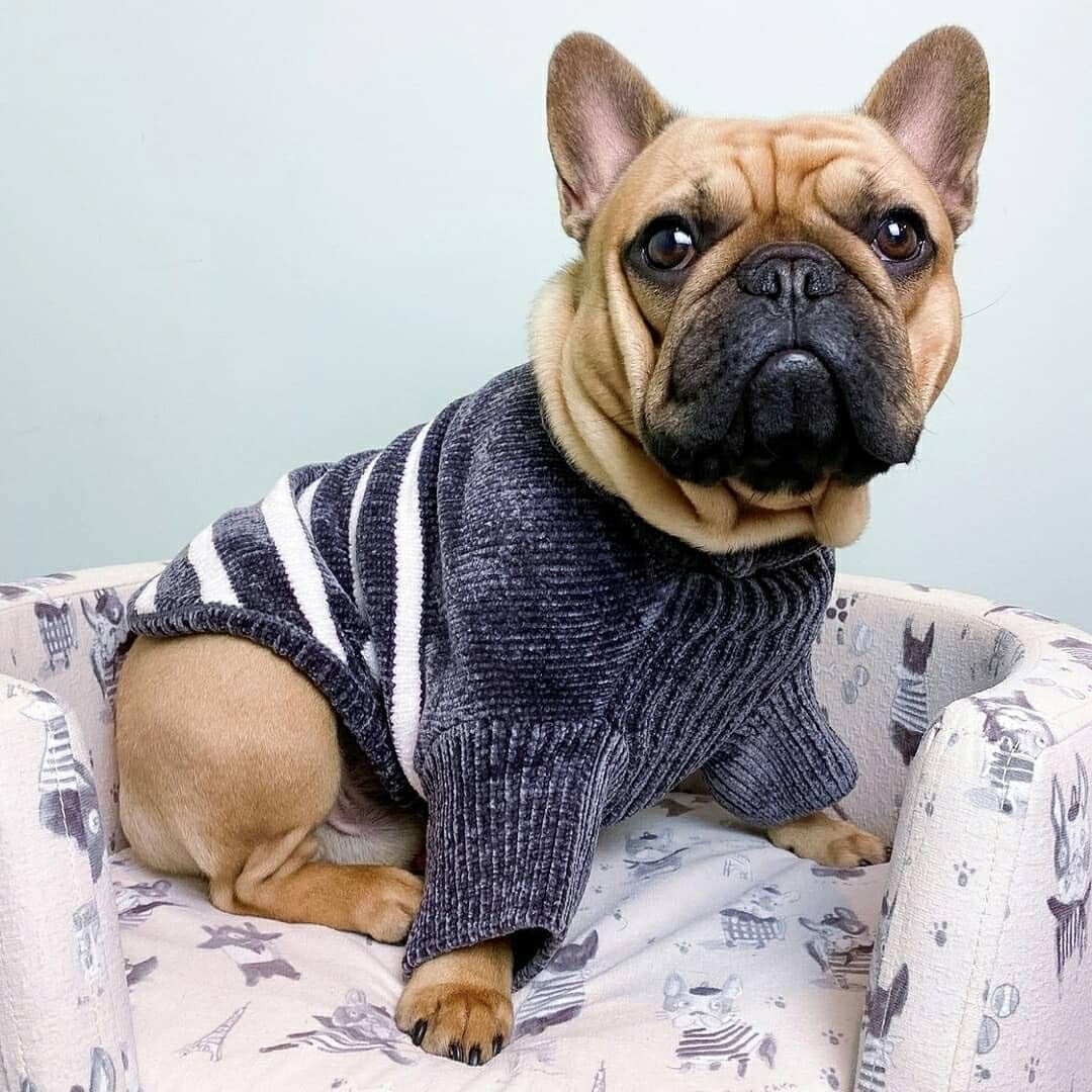 Cozy Soft Chenille Striped Christmas Sweater, Grey, 10" Back Length – Perfect Holiday Outfit for Small Stylish Dogs